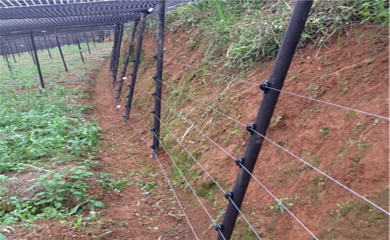 文山某三七种植基地案例图片